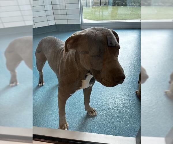 Medium Photo #1 Mutt Puppy For Sale in Pearland, TX, USA