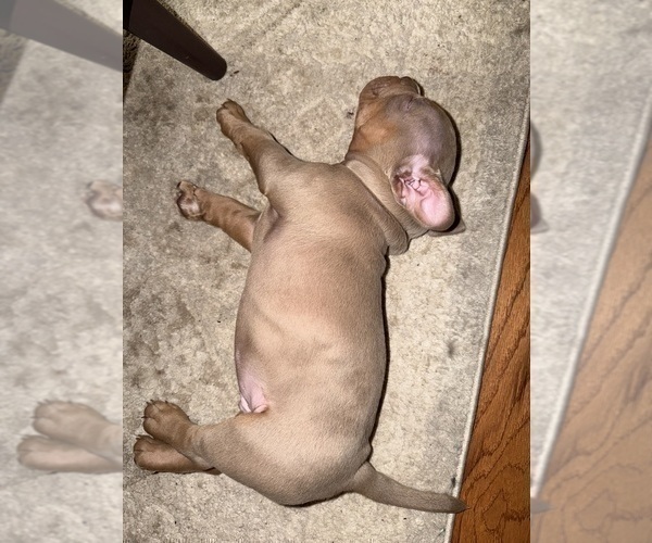 Medium Photo #4 American Bully Puppy For Sale in BOLINGBROOK, IL, USA
