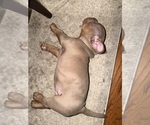 Small #3 American Bully