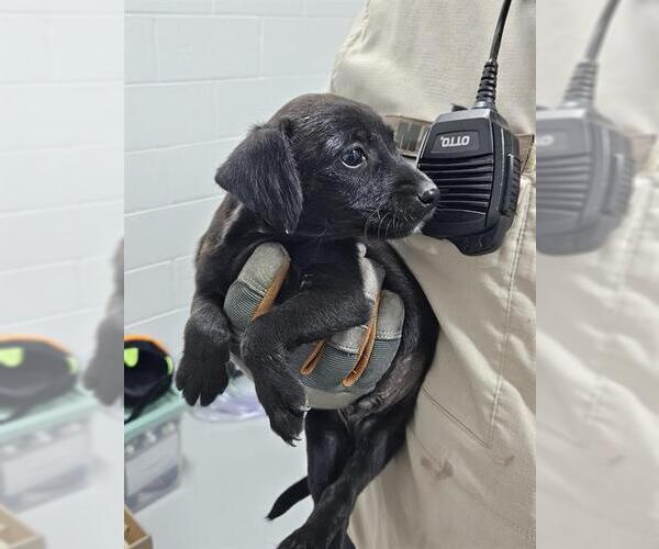 Medium Photo #1 Labrador Retriever-Unknown Mix Puppy For Sale in Temple, TX, USA