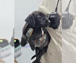 Labrador Retriever-Unknown Mix Dogs for adoption in Temple, TX, USA