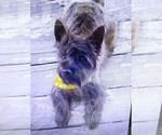 Small Photo #5 Cairn Terrier Puppy For Sale in WHITEWOOD, SD, USA