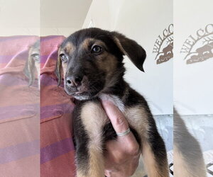 Charlee - Female German Shepherd Dog-Unknown Mix Dog for Adoption - Photo #7