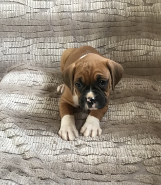 Medium Photo #11 Boxer Puppy For Sale in APPLE CREEK, OH, USA