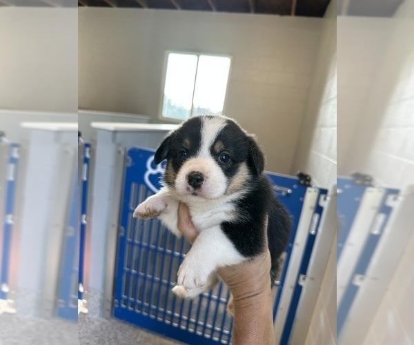 Medium Photo #4 Pembroke Welsh Corgi Puppy For Sale in OCALA, FL, USA