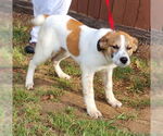 Small #2 Sheprador