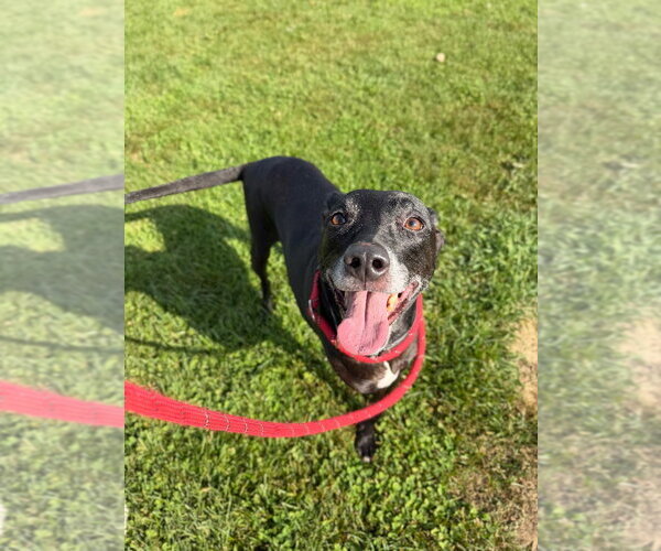 Medium Photo #3 American Staffordshire Terrier-Unknown Mix Puppy For Sale in Pierceton , IN, USA