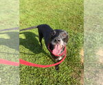 Small Photo #3 American Staffordshire Terrier-Unknown Mix Puppy For Sale in Pierceton , IN, USA