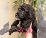 Small Photo #27 Goldendoodle-Poodle (Standard) Mix Puppy For Sale in GRESHAM, OR, USA