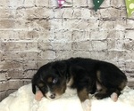 Small Photo #11 Miniature Australian Shepherd Puppy For Sale in COLLEGE STA, TX, USA