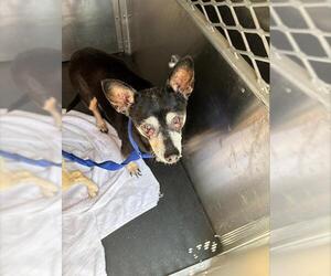 Chihuahua-Unknown Mix Dogs for adoption in Grand Prairie, TX, USA