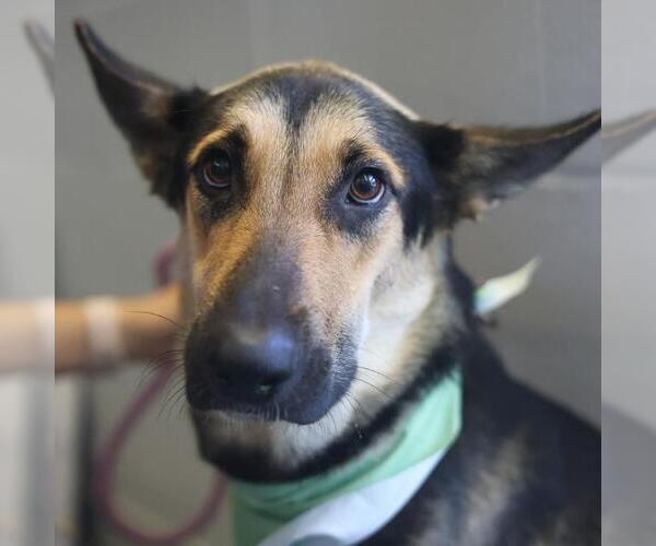 Medium Photo #1 German Shepherd Dog-Unknown Mix Puppy For Sale in San Antonio, TX, USA