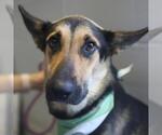 Small German Shepherd Dog Mix