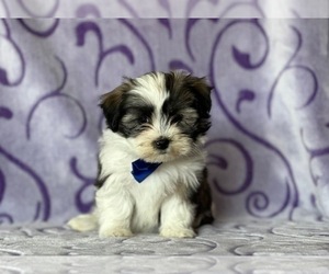 Havanese Puppy for sale in LANCASTER, PA, USA