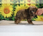 Marbles - Male Poodle (Toy) Puppy for Sale - Photo #34