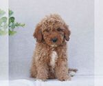 Small #3 Goldendoodle (Miniature)