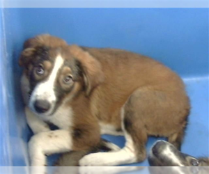 Australian Shepherd-Unknown Mix Dogs for adoption in Andover, MN, USA