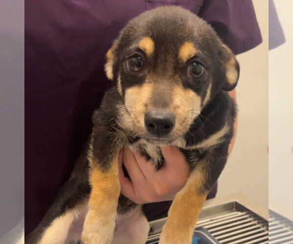 Medium Photo #1 Chihuahua-Unknown Mix Puppy For Sale in Chico, CA, USA