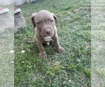 Puppy 8 American Pit Bull Terrier-American Staffordshire Terrier Mix