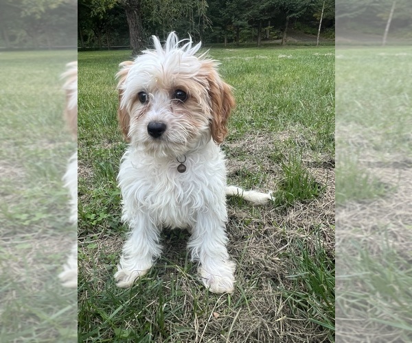 Medium Photo #13 Cavapoo-Poodle (Miniature) Mix Puppy For Sale in DURHAM, CT, USA