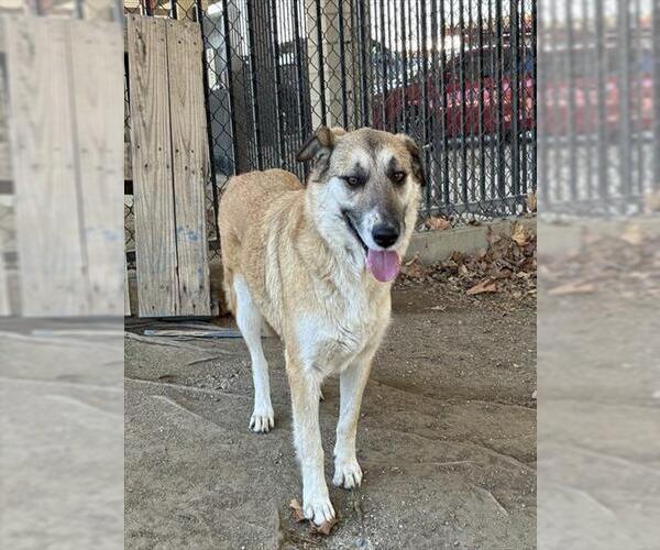 Medium Photo #1 German Shepherd Dog Puppy For Sale in Riverside, CA, USA