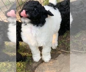 Poodle (Standard) Puppy for Sale in LAKE GEORGE, New York USA