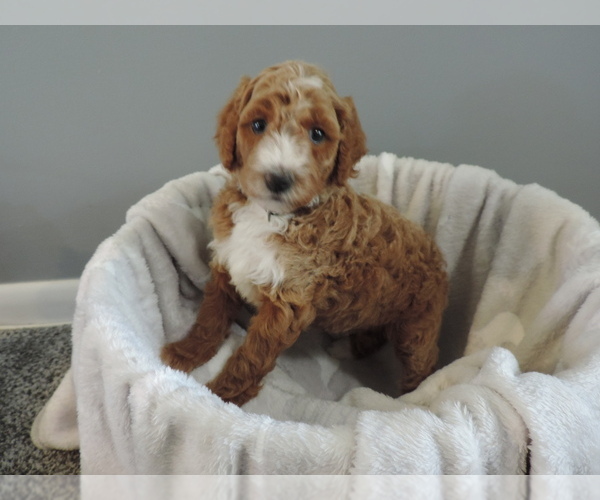 Medium Photo #7 Poodle (Standard) Puppy For Sale in SUNBURY, OH, USA