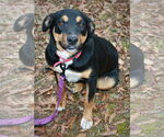 Small #2 Greater Swiss Mountain Dog-Labrador Retriever Mix