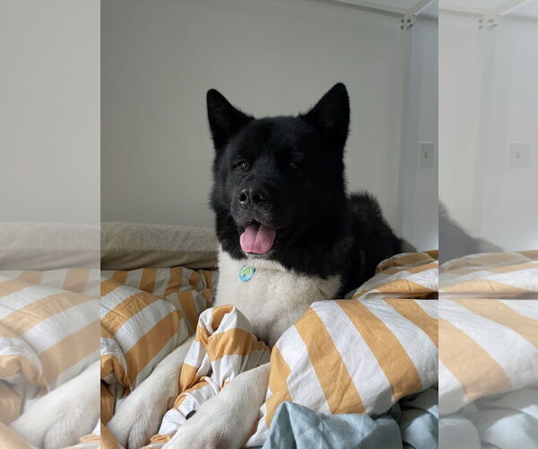 Medium Photo #2 Akita Puppy For Sale in Miami, FL, USA