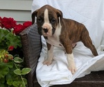Puppy Tripp Boxer