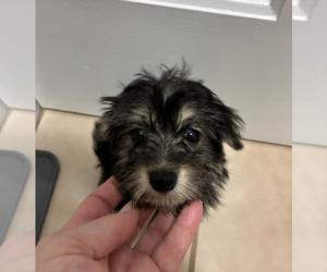 Mutt Dogs for adoption in Wheaton, IL, USA