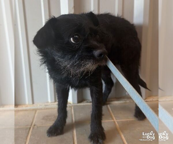 Medium Photo #2 Mutt Puppy For Sale in Washington, DC, USA