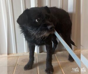 Mutt Dogs for adoption in Washington, DC, USA