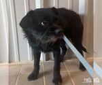 Small #1 Mutt