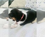 Small Photo #6 Basset Hound Puppy For Sale in PETERSBURG, IN, USA