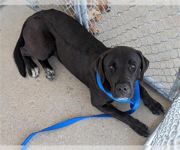 Medium Photo #1 Labrador Retriever Puppy For Sale in Bakersfield, CA, USA