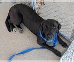Small Labrador Retriever