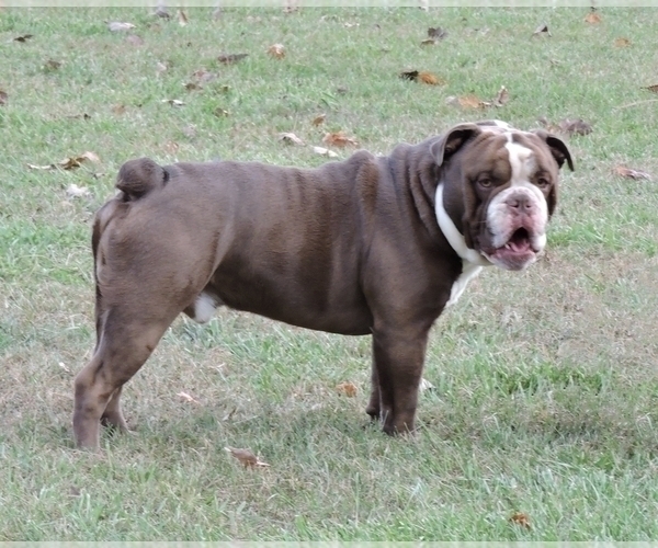 Medium Photo #1 Olde English Bulldogge Puppy For Sale in MURRAY, KY, USA