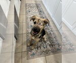 Small #1 German Shepherd Dog Mix