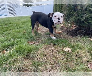 English Bulldog Puppy for sale in W SPRINGFIELD, MA, USA