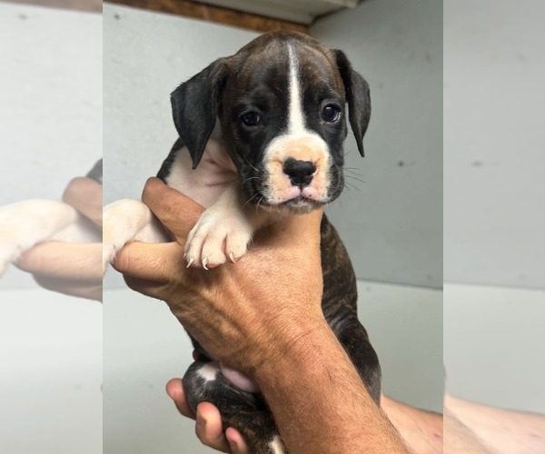Medium Photo #4 Boxer Puppy For Sale in LAURENS, SC, USA