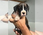 Small #3 Boxer