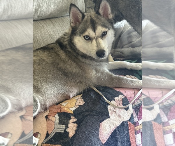 Medium Photo #1 Pomsky Puppy For Sale in ROSEVILLE, MI, USA