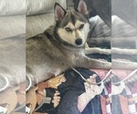 Small Photo #1 Pomsky Puppy For Sale in ROSEVILLE, MI, USA
