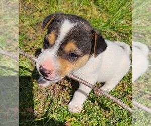 Jack Russell Terrier Puppy for sale in REDFIELD, KS, USA