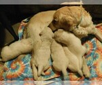 Small Photo #28 Golden Retriever Puppy For Sale in IDAHO SPRINGS, CO, USA