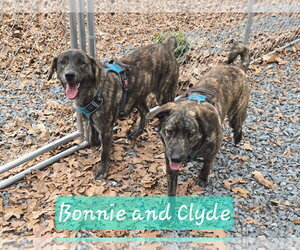 Clyde - Male Holland Shepherd-Plott Hound Mix Dog for Adoption - Photo #2
