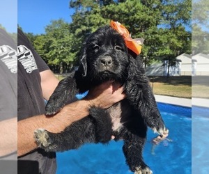 Newfoundland Puppy for sale in LIZELLA, GA, USA
