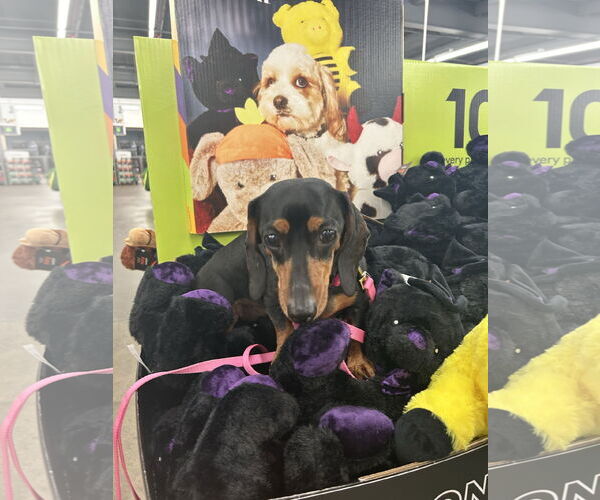 Medium Photo #4 Dachshund Puppy For Sale in Fruitland, SC, USA