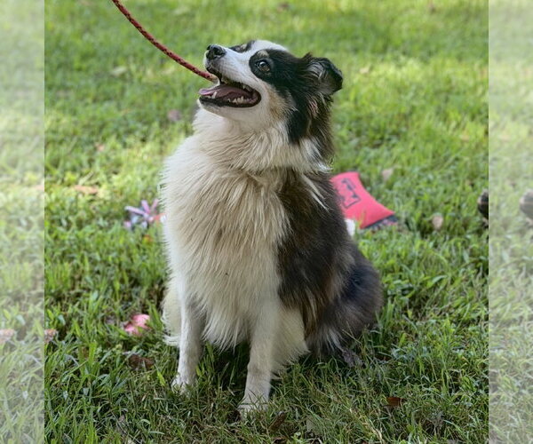 Medium Photo #3 Australian Shepherd Puppy For Sale in Yardley, PA, USA